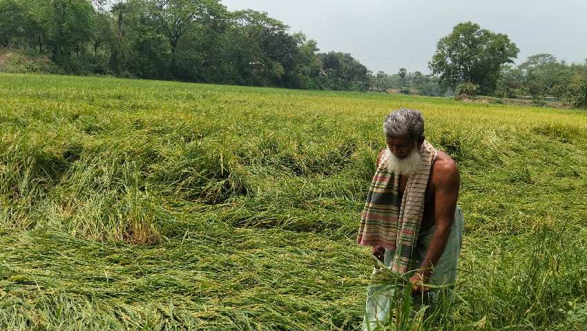 ঝড় ও শিলাবৃষ্টিতে বোরো ধানের ব্যাপক ক্ষয়ক্ষতি