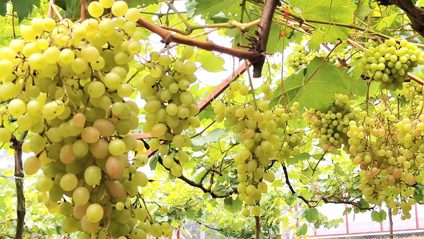 চাঁদপুরে আঙুর চাষে সম্ভাবনার নতুন দিগন্ত