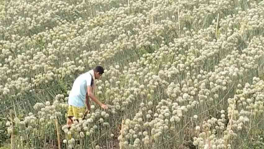 নাটোরে পেঁয়াজের কদম চাষে  কৃষকদের আগ্রহে বাড়ছে পরিধি 