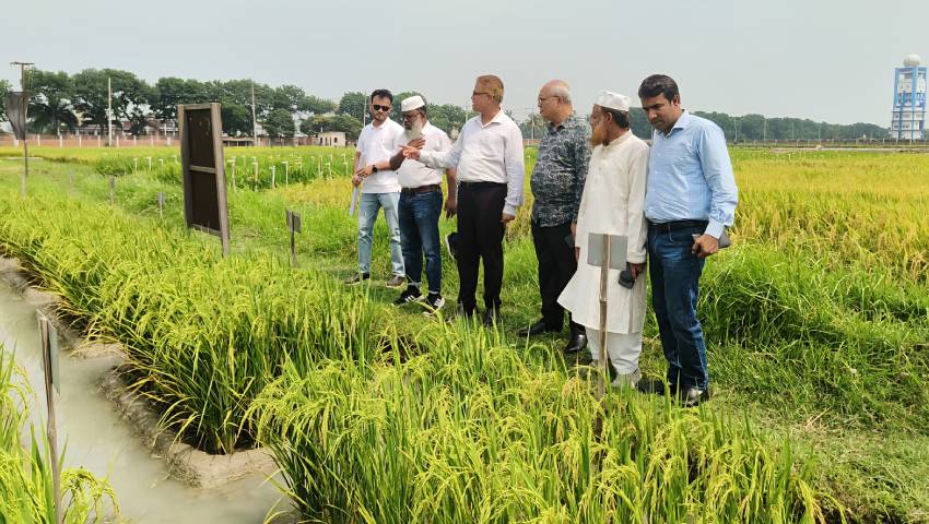 ন্যানো-কার্বন সমৃদ্ধ ইউরিয়া সারে কৃষি বিপ্লবের সম্ভাবনা