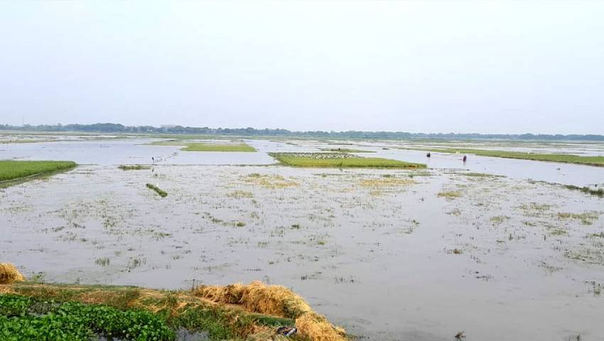 আগাম বর্ষণে পাকা ধানে মই