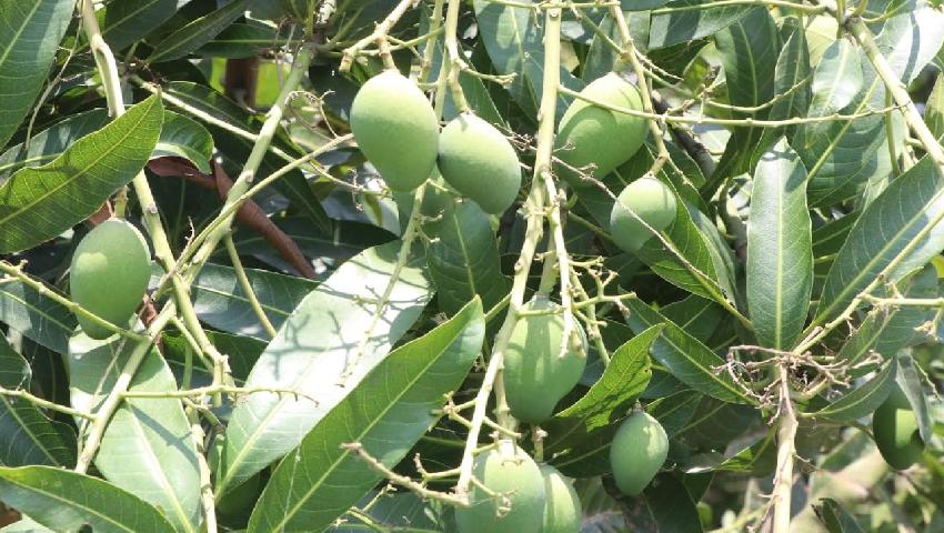 রাজশাহী অঞ্চলে আমের ভালো ফলনের আশা
