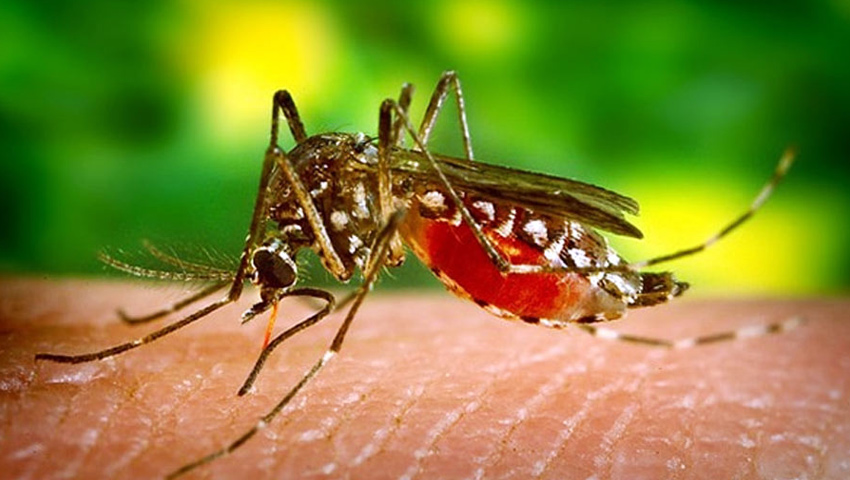 মশার রাজ্যে মশারির বাণিজ্য