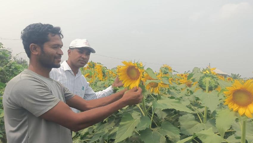 মাঠজুড়ে সূর্যের রঙ, বদলে যাচ্ছে কৃষকের ভাগ্য