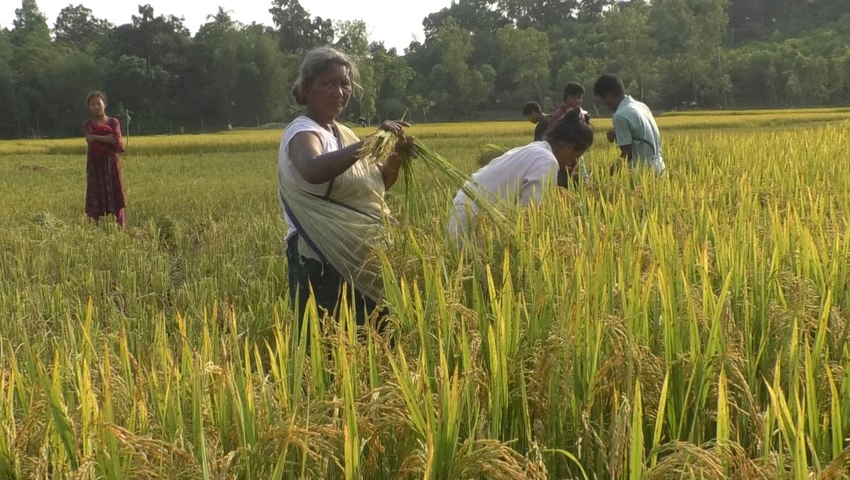 বন্যহাতির তাণ্ডবে কাঁচা-আধাপাকা ধান কাটছেন কৃষকরা