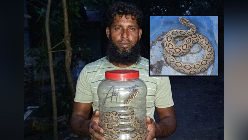 মেঘনা পাড়ে রাসেল ভাইপার আতঙ্ক, কামড়ের পরও সাপ ধরে বাড়িতে যুবক