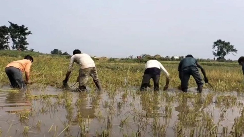 আগাম বন্যার শঙ্কায় হাওরজুড়ে উৎকণ্ঠা