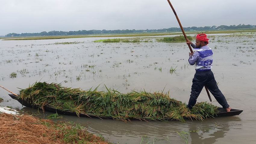 নেত্রকোনায় নদ-নদীর পানি বিপৎসীমার উপরে, হাওরে বন্যার আশঙ্কা