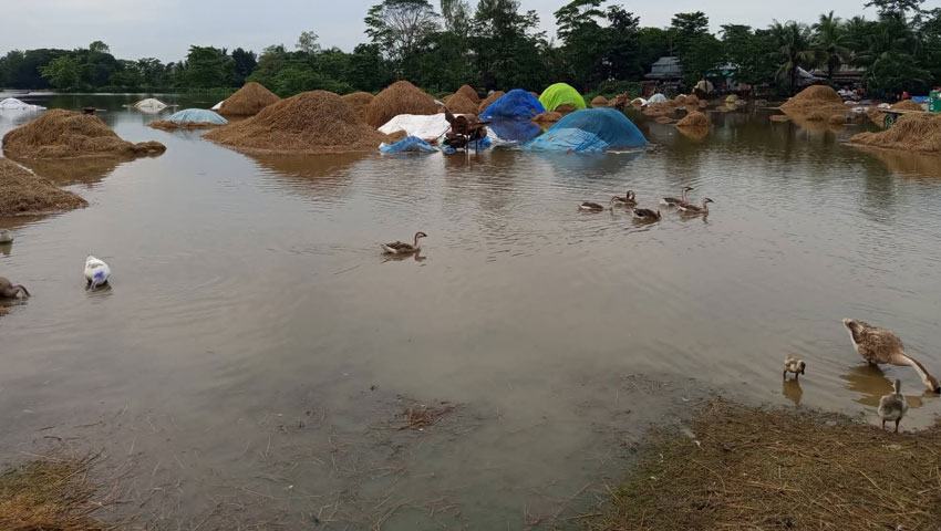 টানা বৃষ্টি ও পাহাড়ি ঢলে আজমিরীগঞ্জে হাহাকার, তলিয়ে যাচ্ছে সোনালি স্বপ্ন