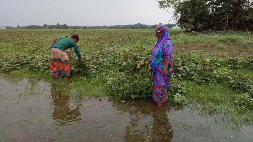 অতিবৃষ্টিতে ফসলের খেতে জলাবদ্ধতা, লোকসানের মুখে কৃষক