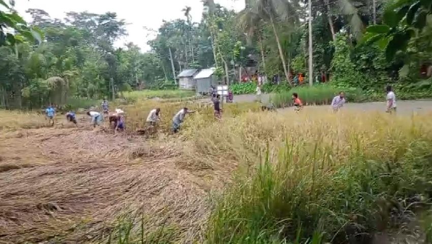 আদালতের নিষেধাজ্ঞা অমান্য করে জমির ধান কাটার অভিযোগ 
