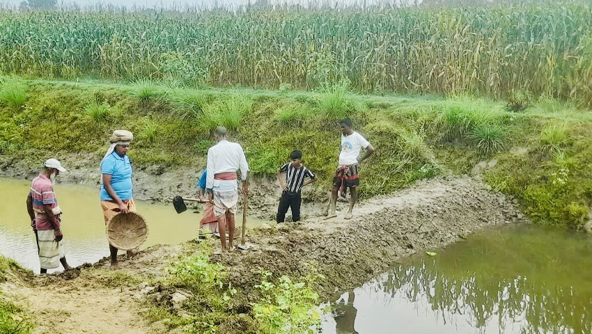 সিংড়ায় ফসল বাঁচাতে কৃষকের আপ্রাণ লড়াই, পাশে থাকার আশ্বাস সংসদ সদস্যের