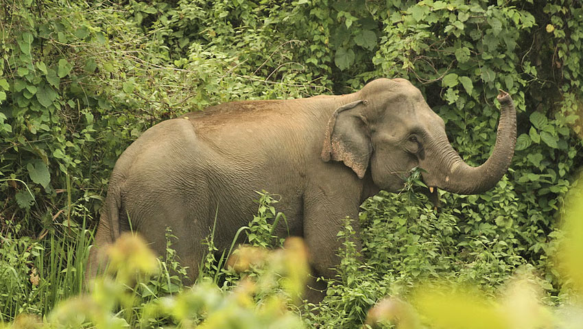 দুর্গাপুরে বন্য হাতির আক্রমণে প্রাণ গেল এক কৃষকের