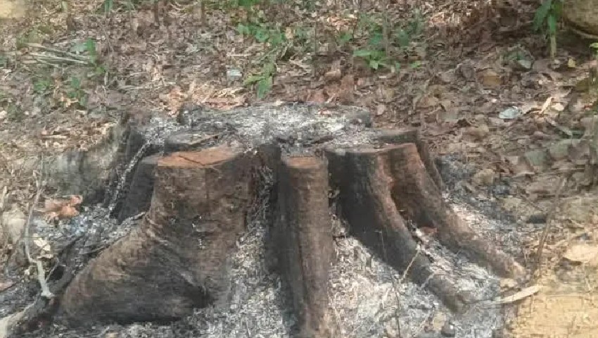 উখিয়ায় গাছখেকোদের বাঁচাতে মরিয়া বিট কর্মকর্তা