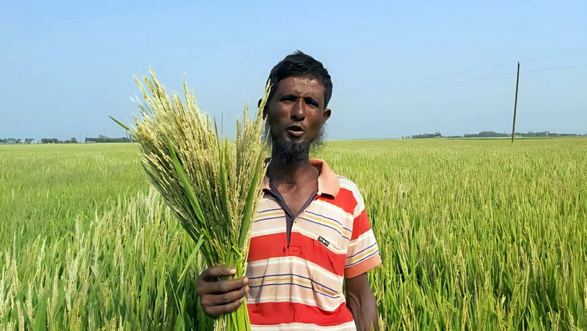 হাওরে স্বল্পমেয়াদি বোরো চাষে নতুন আশা