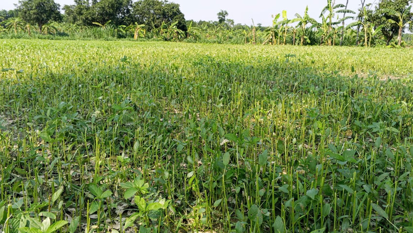 পুঠিয়ায় শিলাবৃষ্টিতে পাট ও ধানচাষিদের মাথায় হাত