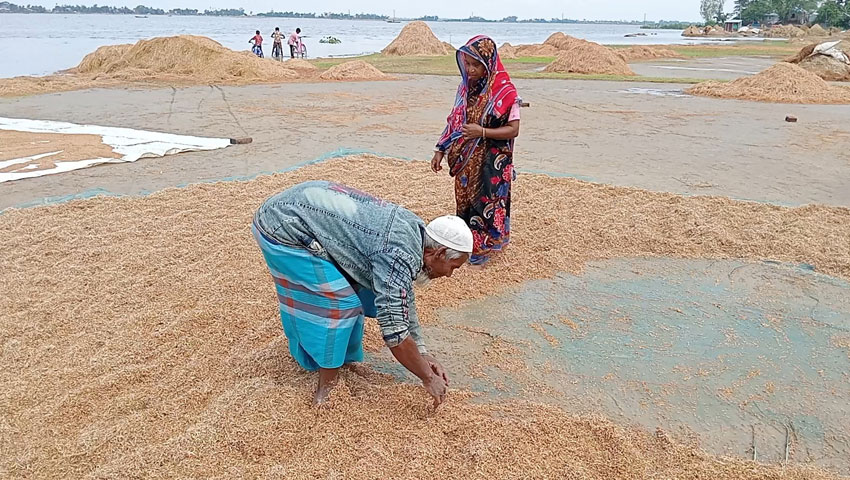 পানির নিচ থেকে তোলা পচা ধান শুকাতে ব্যস্ত কৃষক