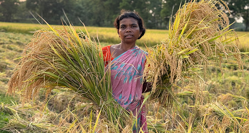 শ্রমিক সংকটের কারণে পাকা ধান নিয়ে বিপাকে কৃষকেরা, দাম নিয়েও শঙ্কা