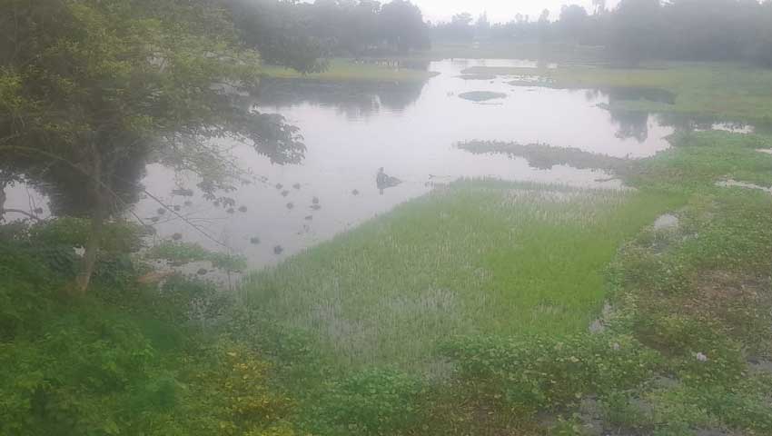 ভালো ফলন হলেও বোরো ধান কাটা-মাড়াইয়ে লোকসানে কৃষকরা