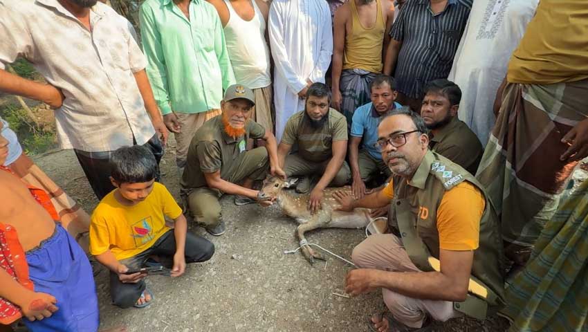 কুকুরের ধাওয়া খেয়ে বাড়ির উঠানে আশ্রয় নিল হরিণ