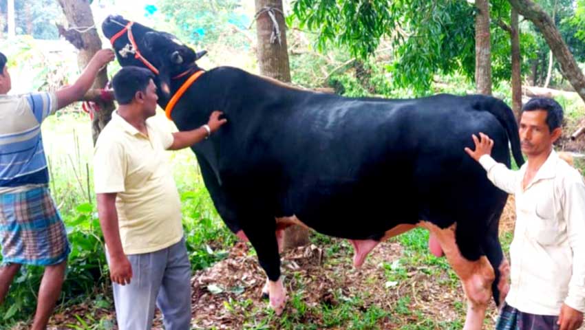 রাঙ্গুনিয়া কাঁপাতে আসছে ‘কালো মানিক’, দাম হাঁকাল ১৩ লাখ 
