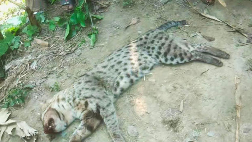 বিপন্নপ্রায় মেছোবাঘ পিটিয়ে হত্যা