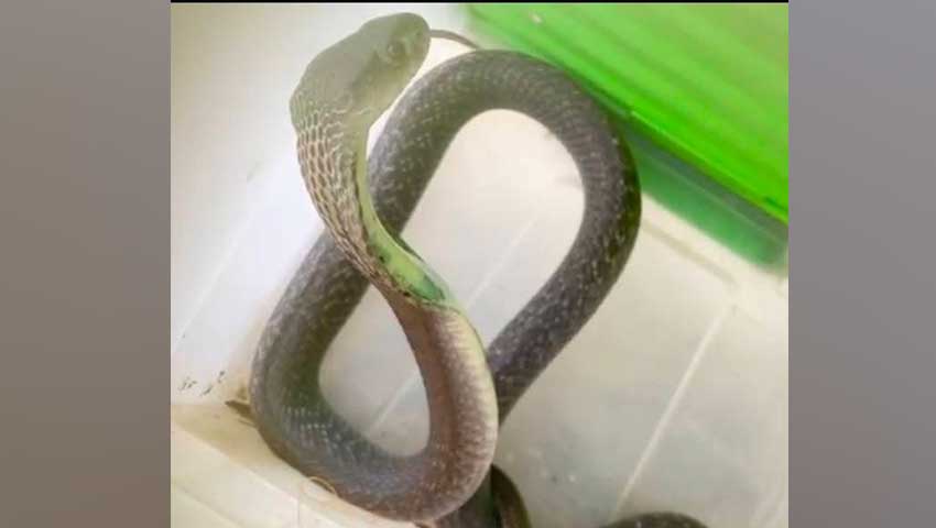 শ্রীমঙ্গলে রান্নাঘরের ইঁদুরের গর্তে বিষধর কোবরা, জীবিত উদ্ধার