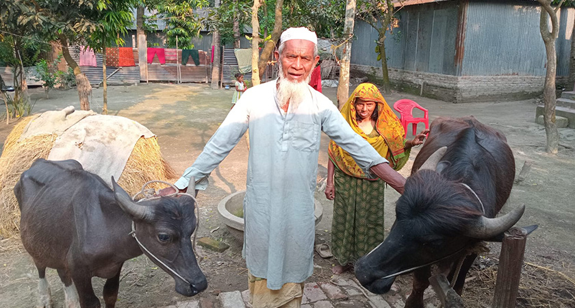 বাড়িতে অধিকাংশ সময় মহিষগুলোর দেখভাল করেন আনসার আলীর স্ত্রী।