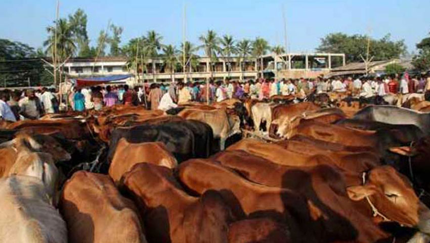 হাটে পশু আছে দাম বেশি