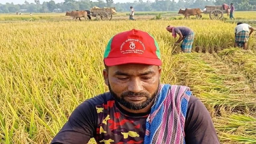 সোনালি ধানের ঘ্রাণে মৌ মৌ করছে শালিখার মাঠ