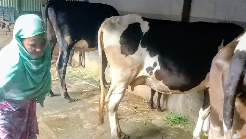 গরু পালনে ভাগ্যবদল, গড়লেন ফ্ল্যাট বাড়ি