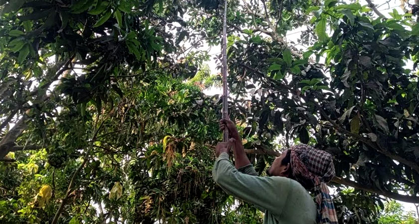 সকাল থেকে গুটি আম নামাতে শুরু করেছেন চাষি ও ব্যবসায়ীরা। ছবি : সময়ের আলো
