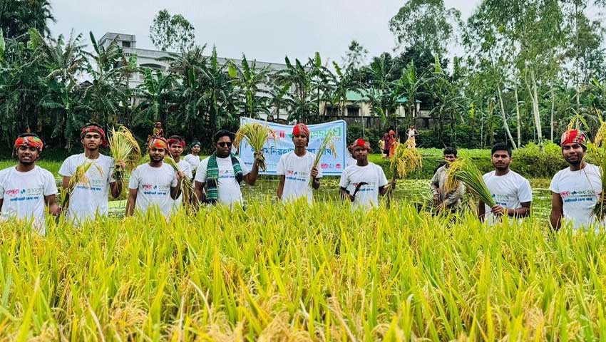 ডুবে যাওয়ার আগে কৃষকের ধান কেটে দিল বসুন্ধরা শুভসংঘ