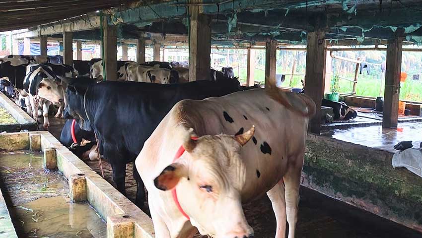 মুরাদনগরে কোরবানির জন্য প্রস্তুত প্রায় ২২ হাজার পশু