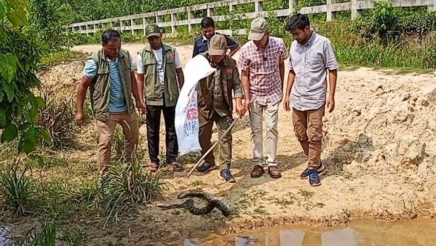 লোহাগাড়ায় রাইস মিলে মিলল বার্মিজ অজগর