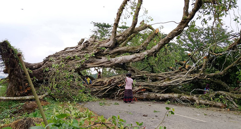 ঝড়ে রাস্তায় ভেঙে পড়া গাছ। 