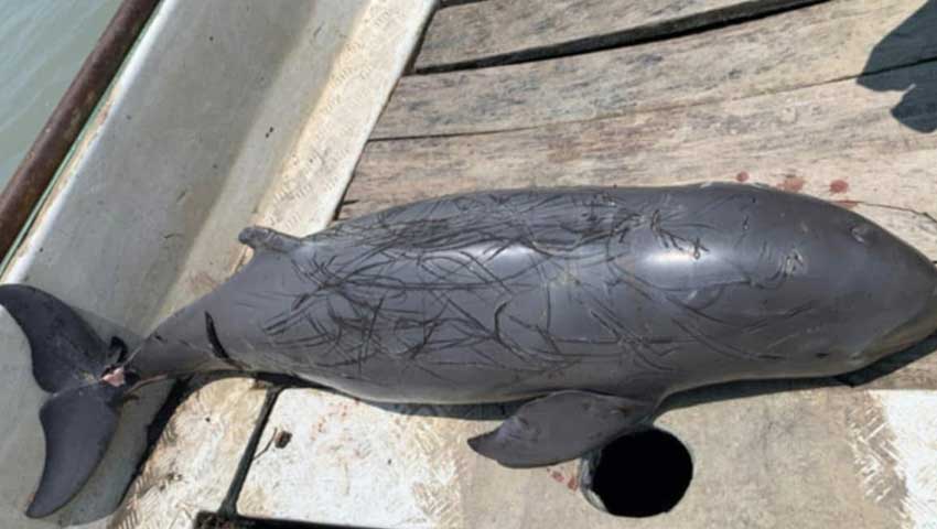 হালদায় ৯১ কেজি ওজনের মৃত ডলফিন উদ্ধার
