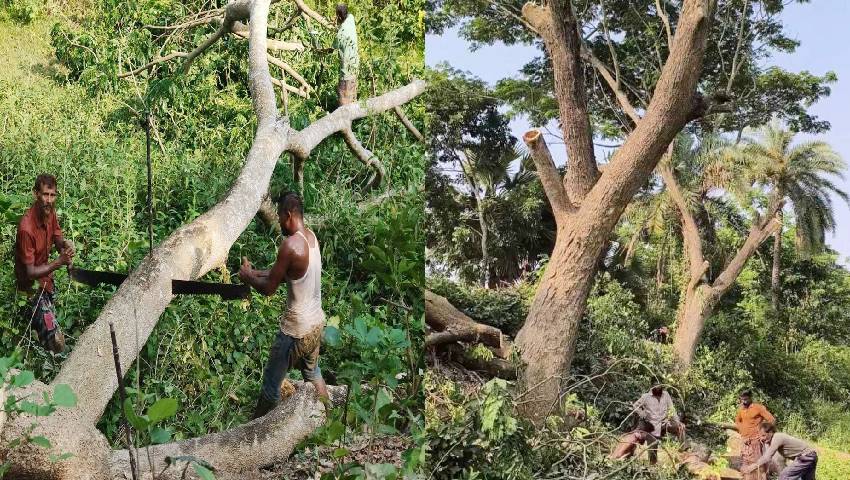 খাল খননের নামে গাছ উজাড়