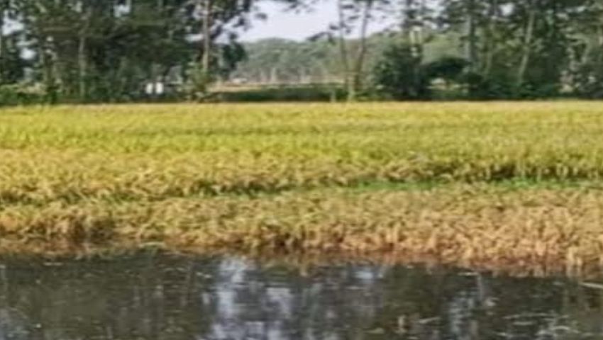 তাড়াশে ডুবল পাঁচ গ্রামের বোরো ধান