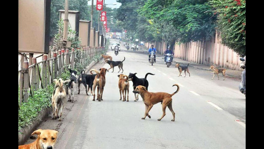 ভারতে রাস্তা থেকে সব বেওয়ারিশ কুকুর সরানোর নির্দেশ সুপ্রিম কোর্টের