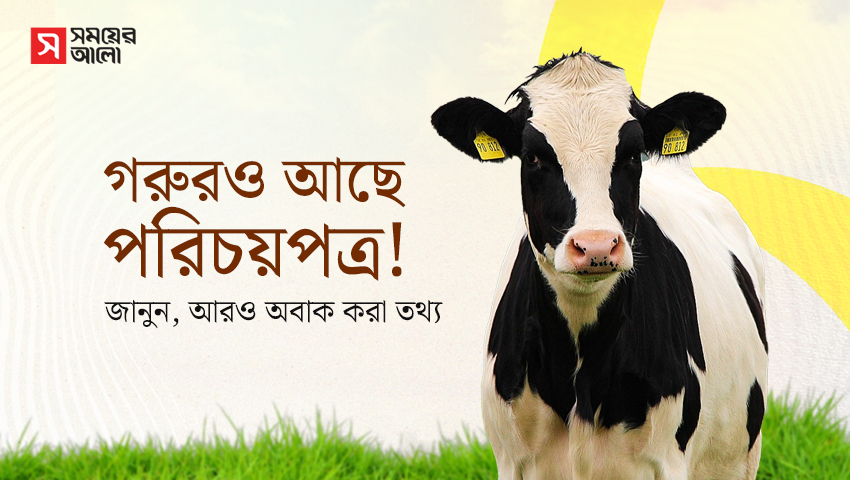 গরুরও আছে পরিচয়পত্র? জানুন, আরও অবাক করা তথ্য