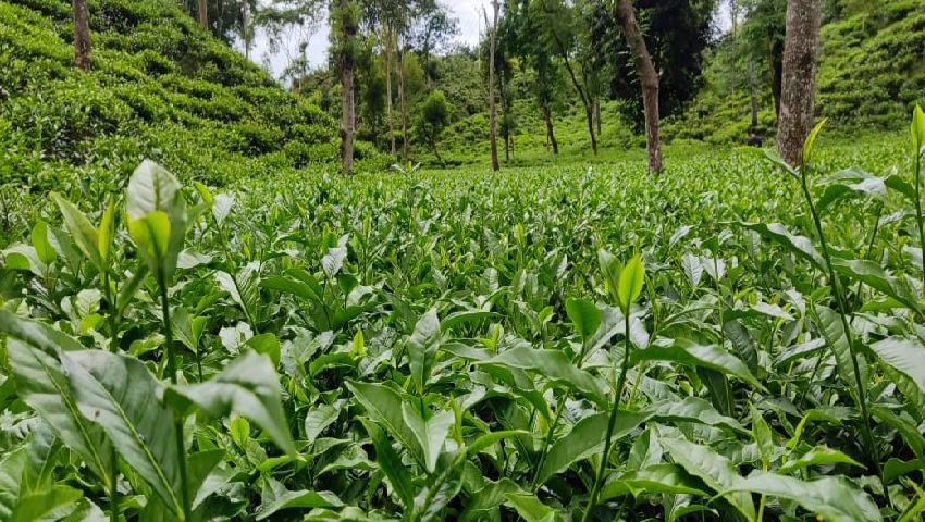 আন্তর্জাতিক চা দিবস ও এক নির্মম বাস্তবতা : অবহেলিতই রয়ে গেলেন চায়ের মূল কারিগরেরা