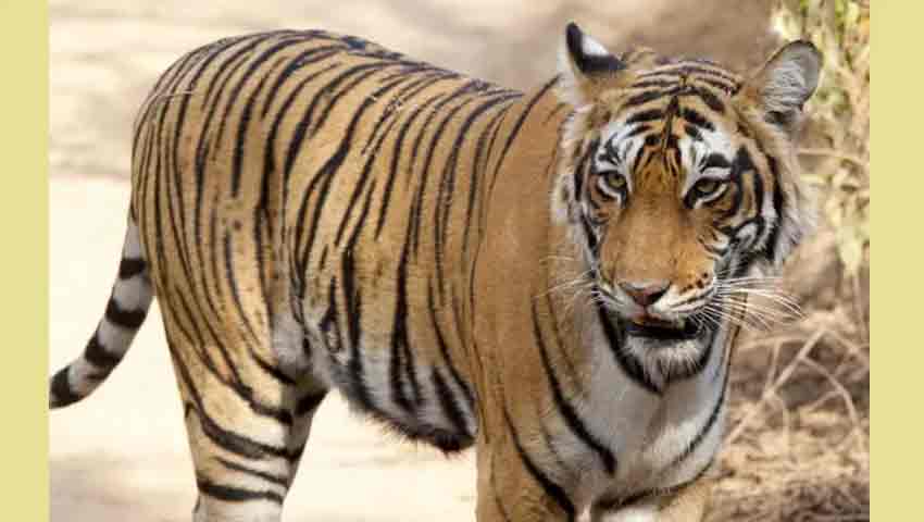 ভারতের মহারাষ্ট্রে বাঘের আক্রমণে ৪ নারীর মর্মান্তিক মৃত্যু