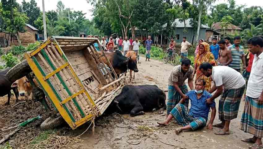 তাড়াশে গরুবাহী নসিমন উল্টে চালক নিহত