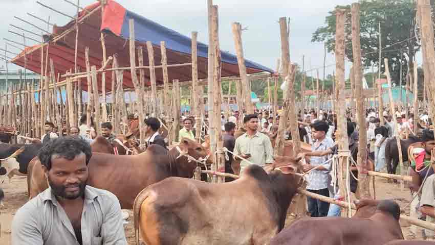 লোহাগাড়ায় পশুর হাটে ‘খুঁটি বাণিজ্য’, বিপাকে বিক্রেতারা