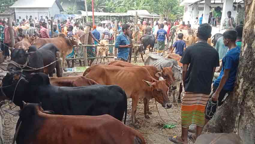 ঝালকাঠিতে জমে উঠছে কুরবানির হাট, ক্রেতাদের ভরসা দেশীয় গরুতে 