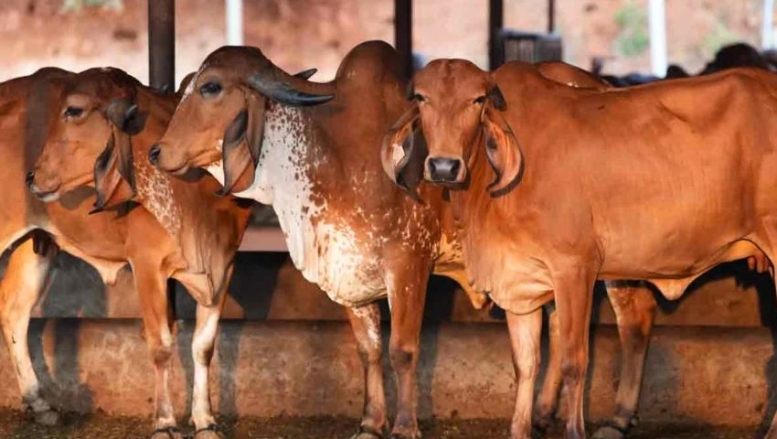 ঈদের আগে পশ্চিমবঙ্গে গরু বিতর্ক, বিপদে কারা?