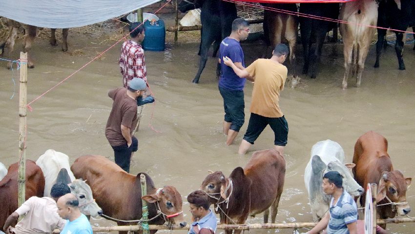 বৃষ্টি কাদায় ভোগান্তি, তবু ক্রেতা-বিক্রেতায় সরব