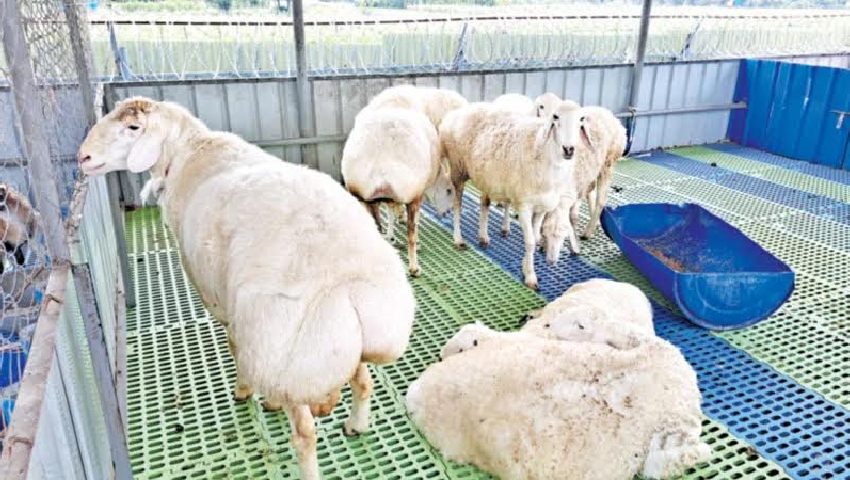 সীতাকুণ্ডে জমে উঠেছে কোরবানির দুম্বার বাজার