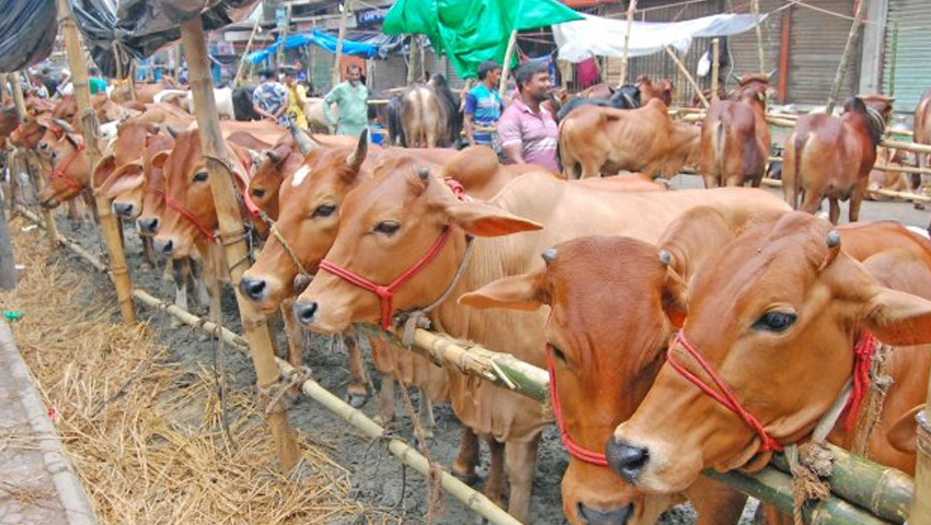 কোরবানির পশুর চামড়ার ন্যায্যমূল্য নিশ্চিত করতে হবে : হেফাজতে ইসলাম 